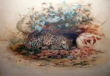 Ocelot, 1851-52